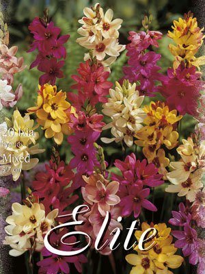 ixia_hybrids_mix Miniatur-Gladiolen-Prachtmischung, Iris hollandica (Art.Nr. 596940)