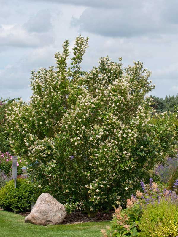 Ligustrum ovalifolium Strauch