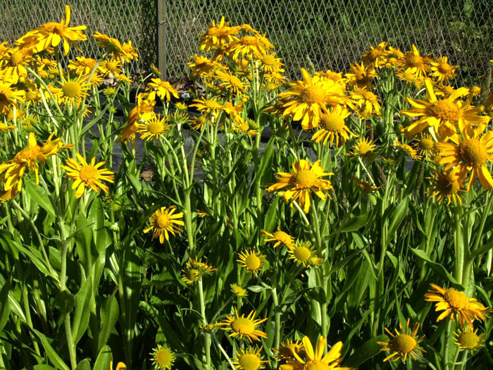 fruehsommer-sommerbraut Helenium hoopesii, Frühsommer-Sonnenbraut