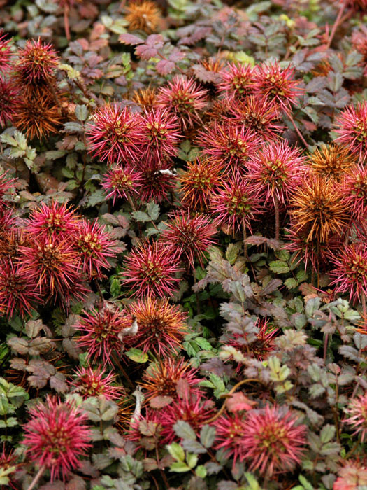 acaena-kupferteppich Rote Blüte des Stachelnüsschens 'Kupferteppich'