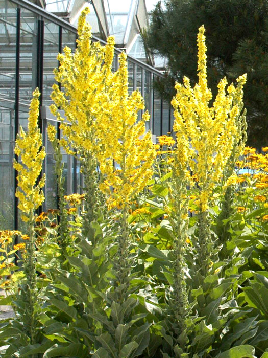 schwarze-koenigskerze Verbascum nigrum, Dunkle Königskerze, Schwarze Königskerze