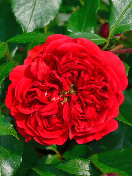 rose-out-of-rosenheim Blüte der Out of Rosenheim