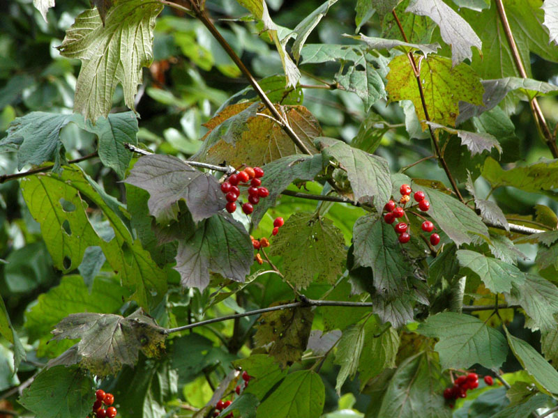 Rote Fruechte des Gemeinen Schneeballs