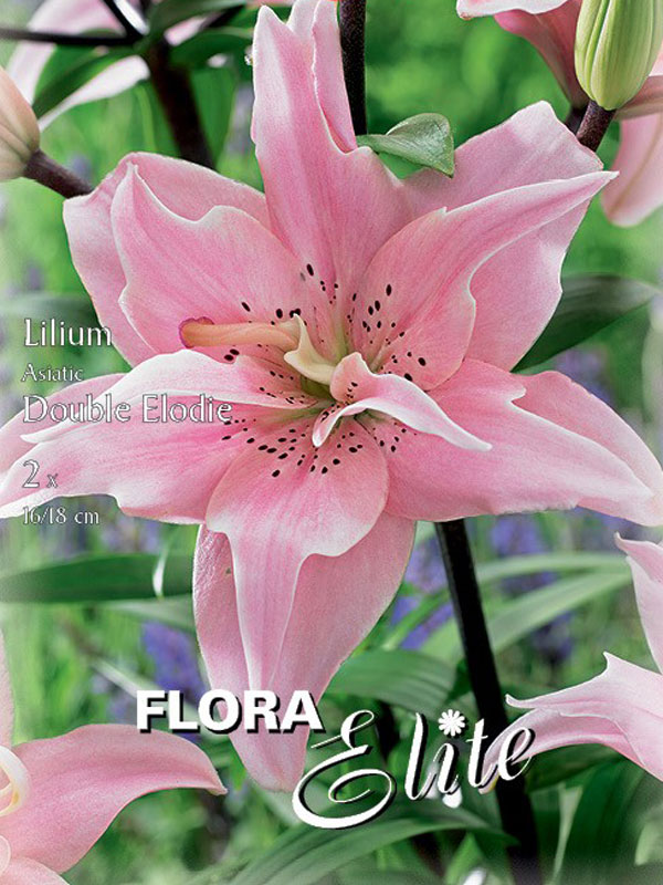 Gefüllte Asiatische Lilien-Hybride 'Elodie'