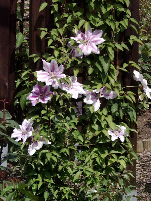 waldrebe-nelly-moser Die Clematis 'Nelly Moser' zur Begrünung eines Zauns