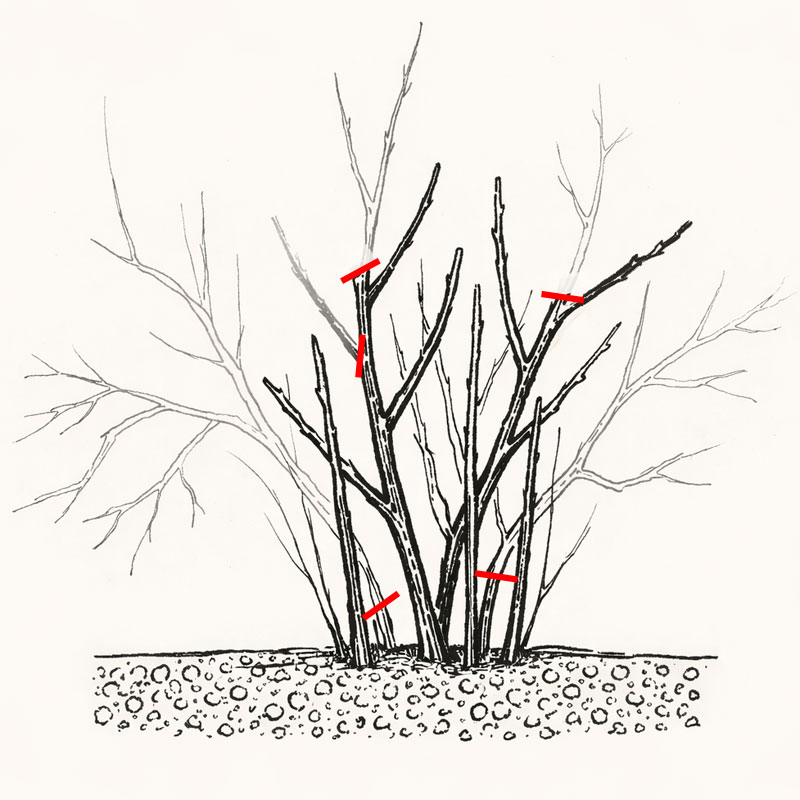 Anleitungsskizze zum Rueckschnitt von roten und weissen Johannisbeerstraeucher