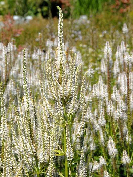 veronicastrum-diana Veronicastrum virginicum 'Diana', Weißer Kandelaber-Ehrenpreis