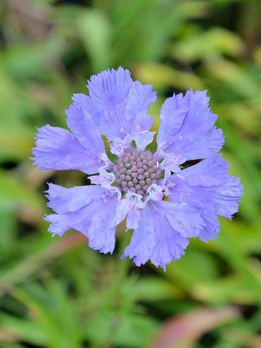 scabiosa-perfecta Scabiosa caucasica 'Perfecta', Blaue Scabiose, Blaue Witwenblume