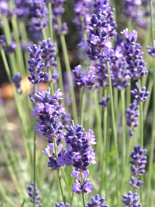 lavandula-hidcote-blue Garten-Lavendel Hidcote Blue