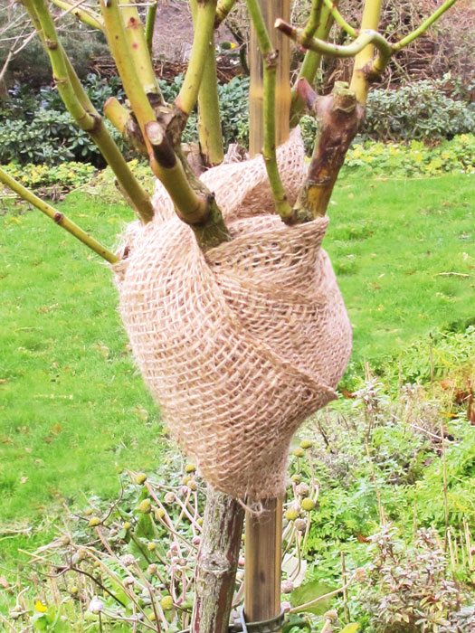 Winterschutz-Juteband-natur Deko-Juteband, unifarben