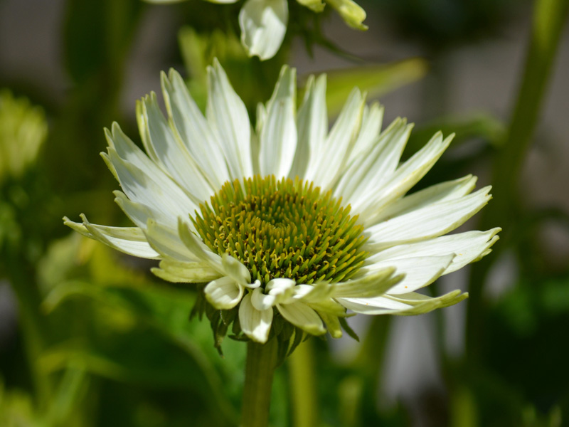 Nahaufnahme der Bluete der Echinacea Jade