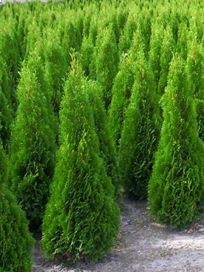 Thuja Smaragd auf einer Baumschul-Flaeche