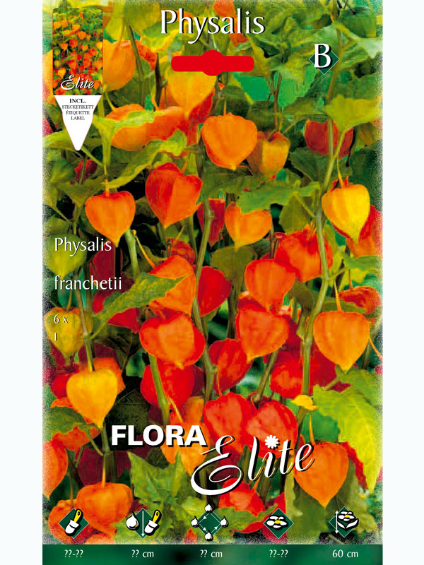 lampionblume619e0489a86e3