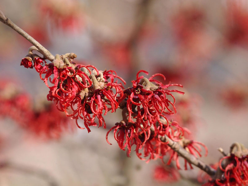 Hamamelis intermedia 'Rubin', Zaubernuss Hamamelis intermedia 'Rubin', Zaubernuss