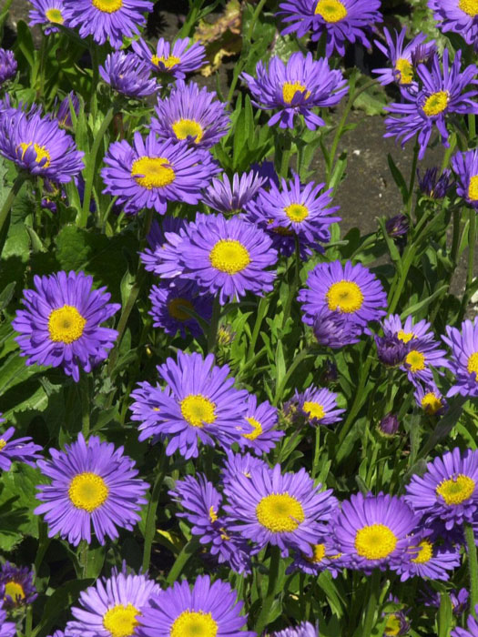 aster-dunkle-schoene Aster alpinus 'Dunkle Schöne' (M), Alpen-Aster, Frühjahrsaster