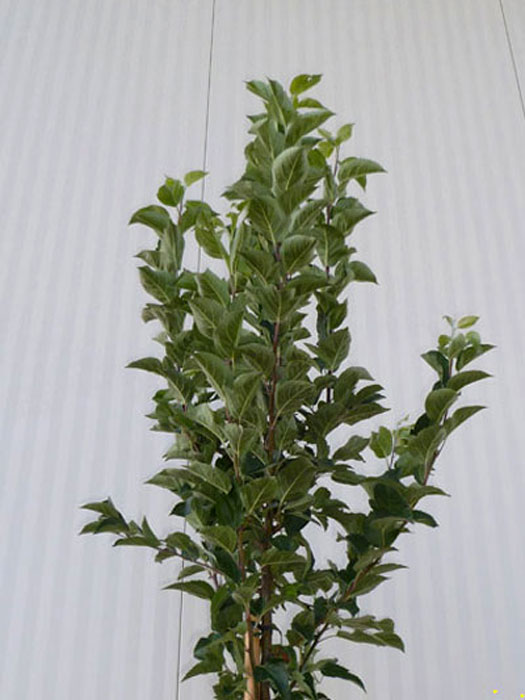 malus-evereste-krone55599d089afb8