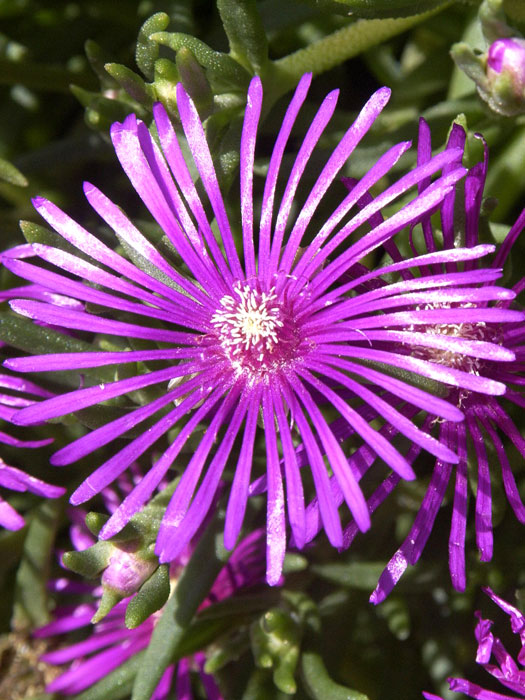 delosperma-cooperi Delosperma cooperi (M), Mittagsblume