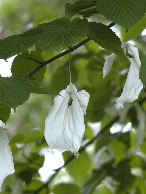 taschentuchbaum-bluete