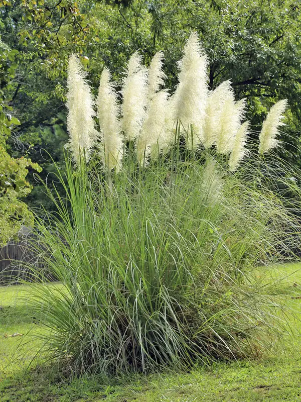 Habitus des Hohen Pampasgras Habitus des Hohen Pampasgras