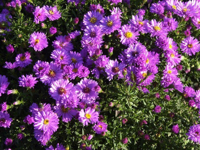 rosenwichtel-aster