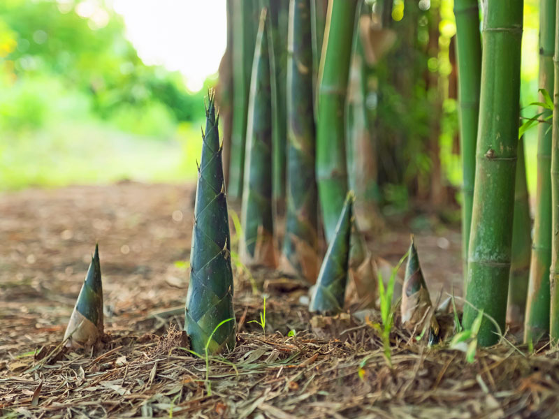 Bambus Sprossen die aus dem Boden ragen