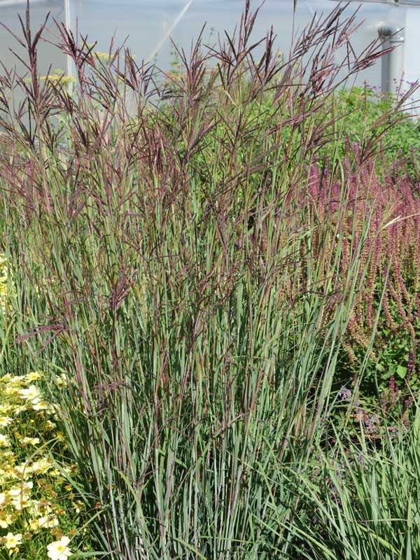 Präriegras 'Purple Konza'