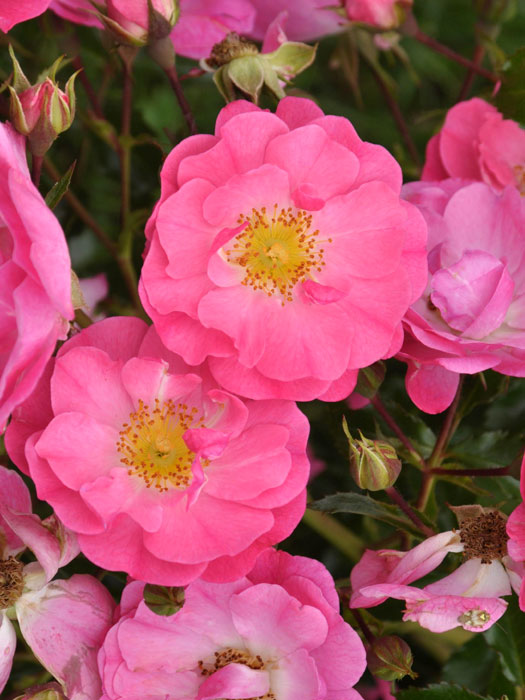 rose-neon555997356719e Blüte der Rose Neon