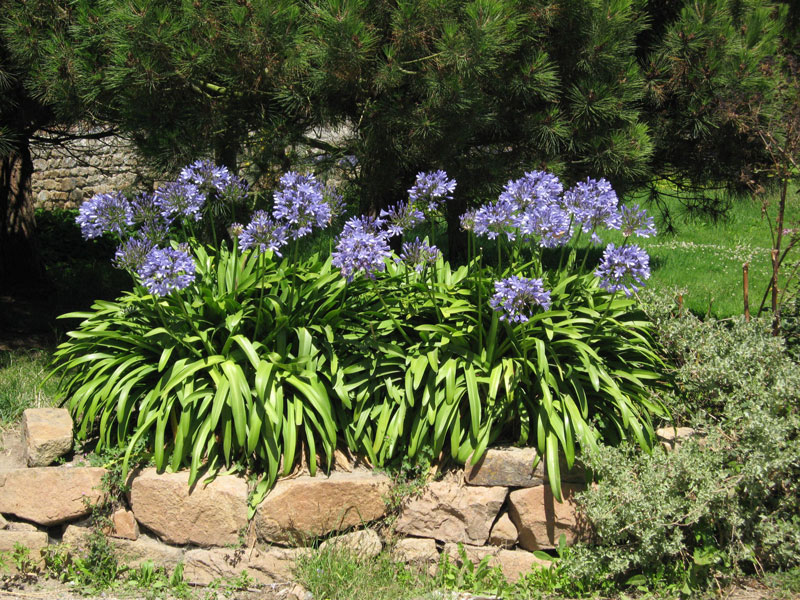 schmucklilie-hecke Agapanthus africanus, afrikanische Schmucklilie