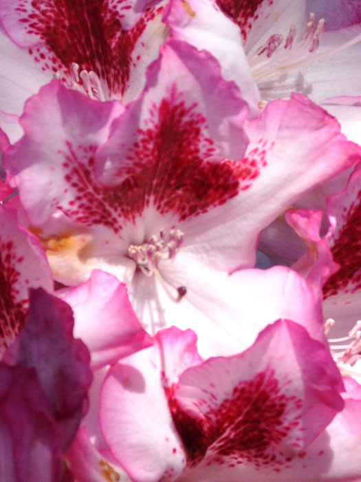 hachmanns-charmant Rhododendron 'Hachmanns Charmant'