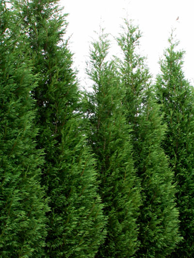 cupressocyparis_leiylandii__42164_2 Die Leylandzypresse als Heckenpflanze