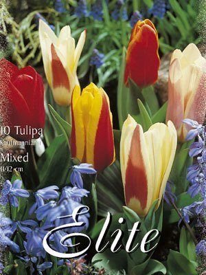 tulipa_kaufmanniana_mix Kaufmanniana-Tulpen-Prachtmischung (Art.Nr. 595850)
