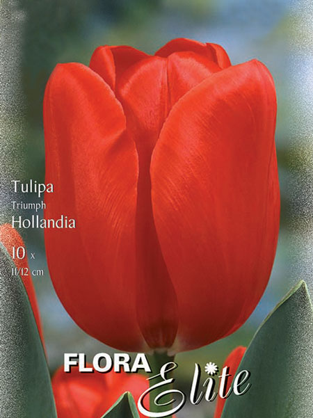 tulpe_hollandia_82248_0