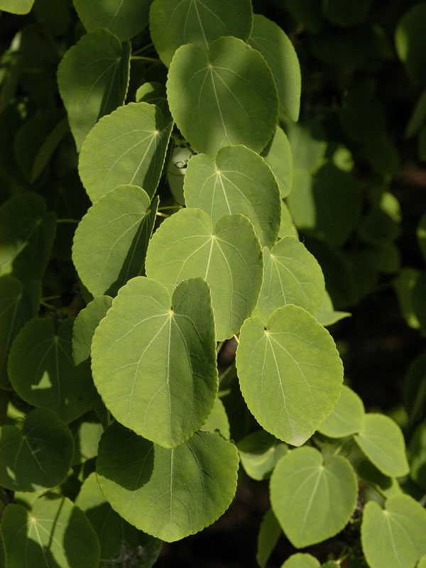 cercidiphyllum-japonicum Cercidiphyllum japonicum, Kuchenbaum