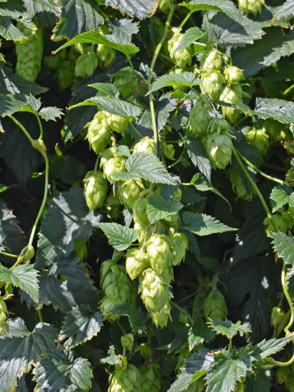 Nahaufnahme Humulus lupulus