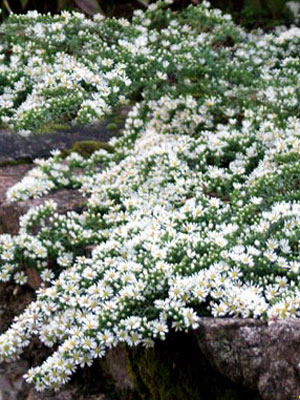 aster_eric_prostratus_79243_0 Aster ericoides 'Prostratus', kriechende Myrtenaster, Garten-Erika-Aster