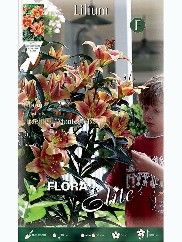 lilie-montego-bay619623af876c3 Baumlilien 'Montego Bay', Lilium (Art.Nr. 5217090)