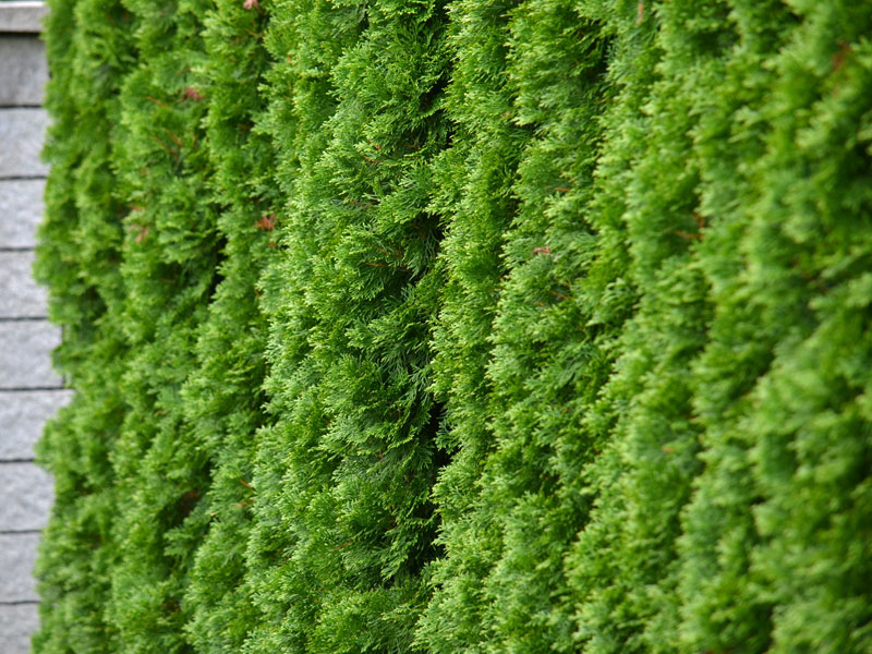 Nahaufnahme einer Thuja Smaragd Hecke