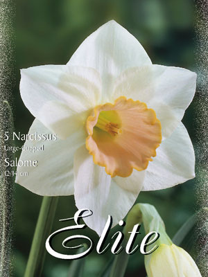 narcissus_salome_large_cupp Großkronige Narzissen 'Salome' (Art.Nr. 595964)