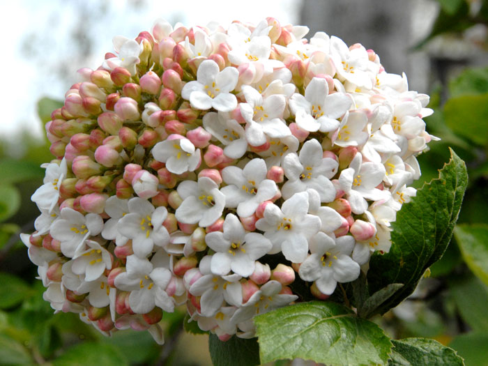 carlcephalum-bluete Großblumiger Duftschneeball