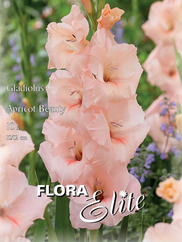 Großblumige Gladiole 'Apricot Beauty'