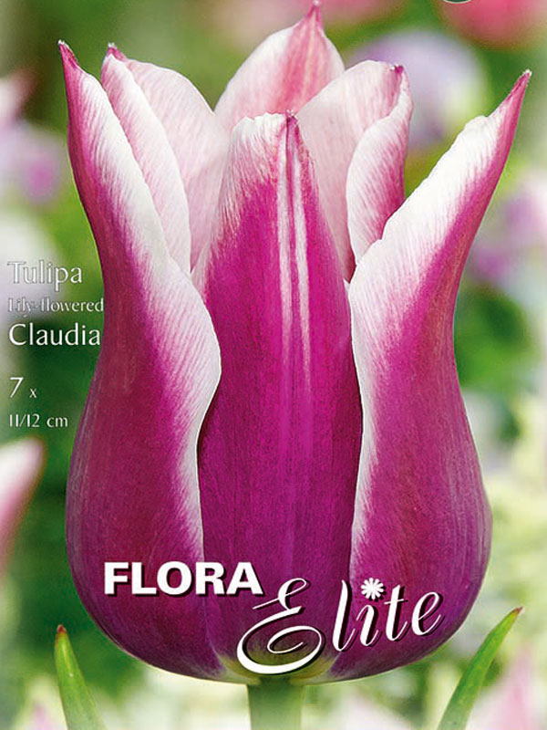 Lilienblütige Tulpe Claudia magenta mit weißem Rand