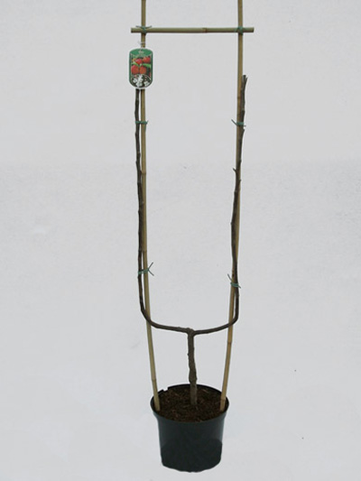 roter-boskoop-spalier Boskoop, Apfel U-Spalier