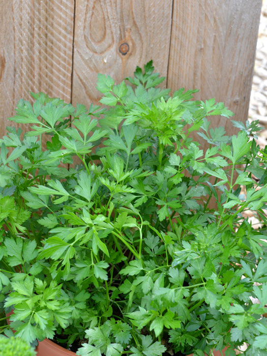 glatte-petersilie Glatte Petersilie, Petroselinum crispum