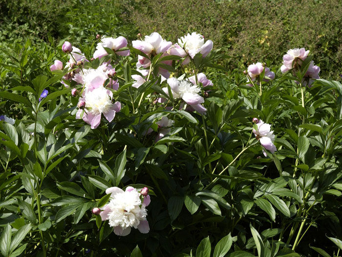 pfingstrose-bowl-of-beauty