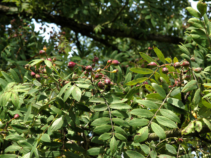 Sorbus-domestica-speierling-3