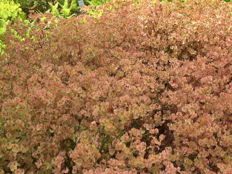 matt purpurrote bis mahagonifarbene Herbstfärbung von Euphorbia amygdaloides 'Purpurea'