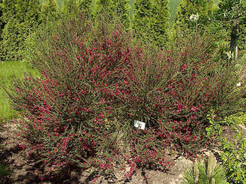 Cytisus scoparius 'Boskoop Ruby', Edelginster Cytisus scoparius 'Boskoop Ruby', Edelginster