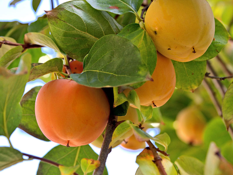 Frucht und Blaetter des Diospyros kaki