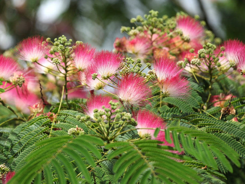 Albizia julibrissin Ombrella Blueten