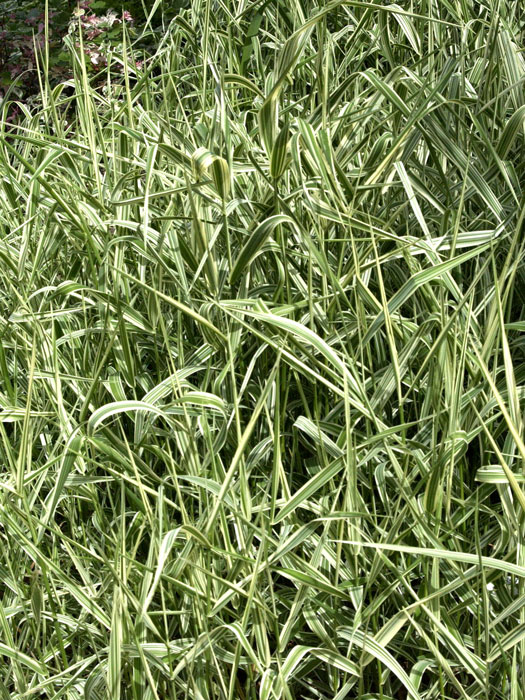 phalaris-arundinacea
